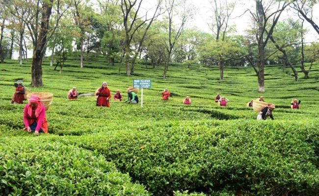 EU grants protected GI for Himachal's famed Kangra tea