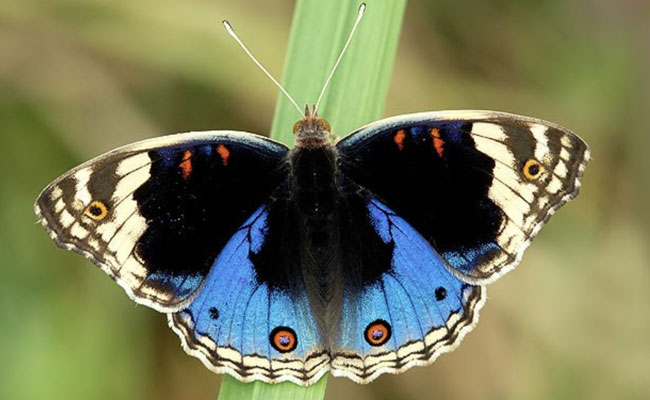 Blue Pansy (Junonia Orithya)  declared Official Butterfly of J&K