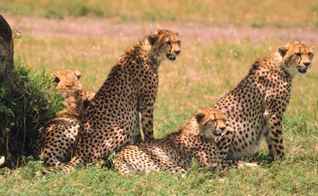 Environment Ministry: Cheetah mortalities at Kuno National Park point to natural causes as per preliminary analysis by NTCA
