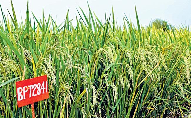 New seeds developed by NG Ranga Agriculture