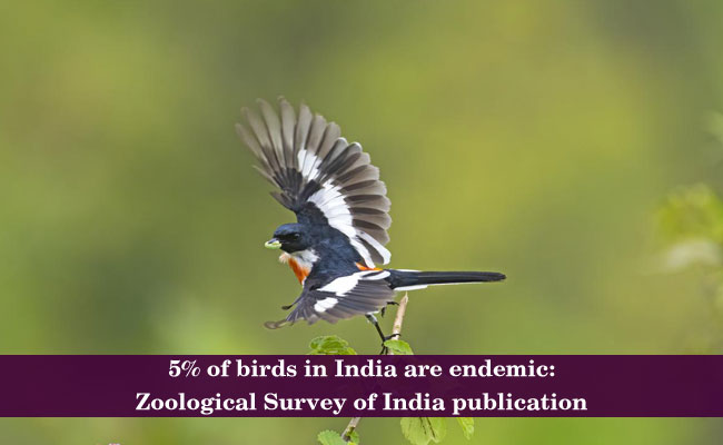 5% of birds in India are endemic: Zoological Survey of India publication