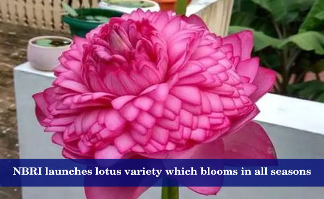 NBRI launches lotus variety which blooms in all seasons