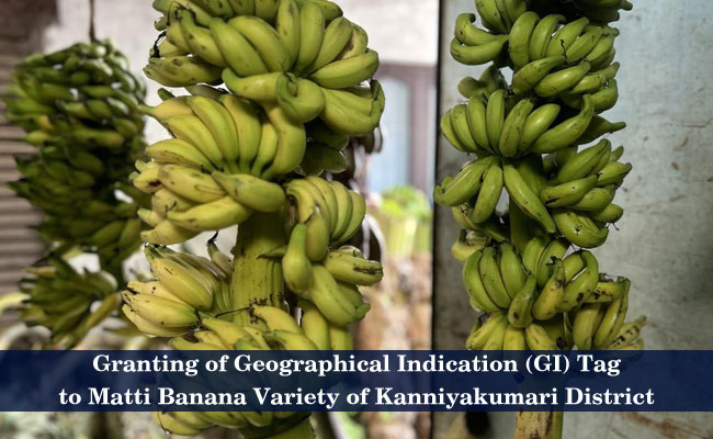 Granting of Geographical Indication (GI) Tag to Matti Banana Variety of Kanniyakumari District