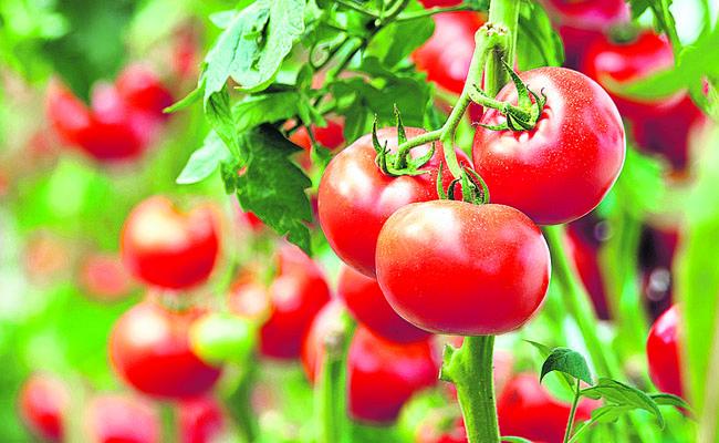 AP Ranks Third in Tomato Production