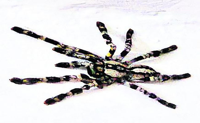 Endangered Indian ornamental tree spider, Pocilotheria regalis, Colorful Pocilotheria regalis spider - Horsly Hills discovery,Rare spider found in Horsleyhills, Rare Indian ornamental tree spider, Pocilotheria regalis, 