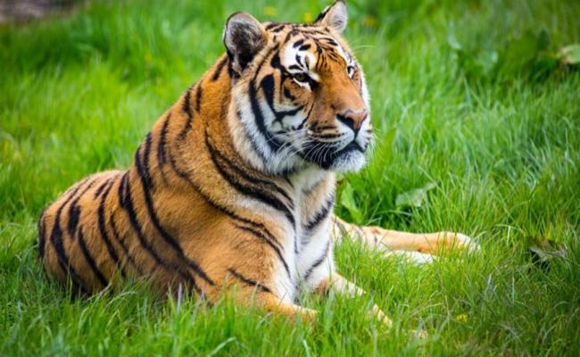 India's largest tiger reserve set to be in Madhya Pradesh , Celebrating the union of nature's wonders in Madhya Pradesh's expanded tiger sanctuary, TigerSanctuary
