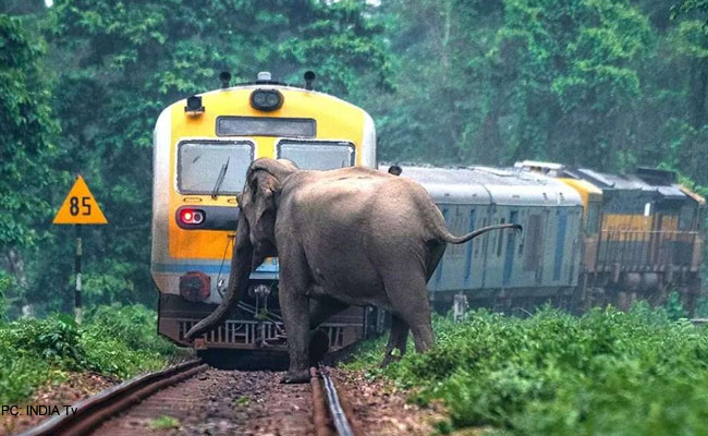 Gajraj System: AI-Based Elephant Protection on Indian Railways