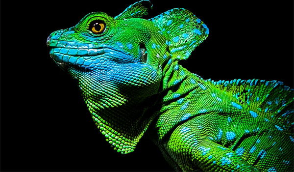 A potent variant of the infamous Chameleon Trojan malware identified.