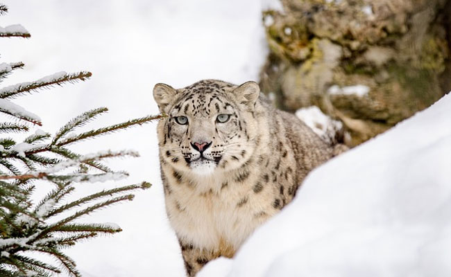 Kyrgyzstan Declares Snow Leopard As National Symbol