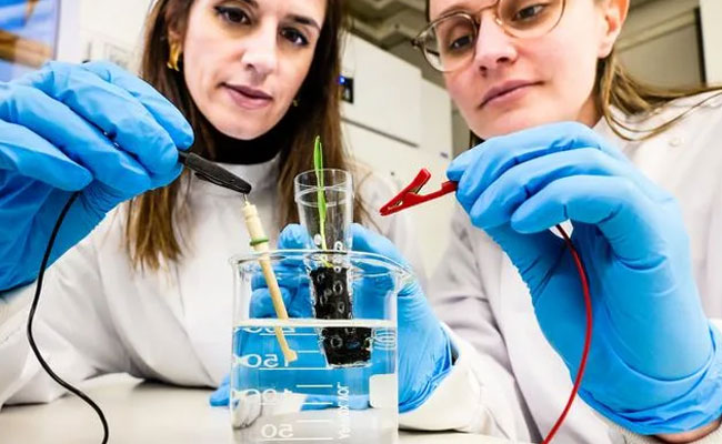 Swedish Scientists Create ‘e-soil’ That Accelerates Plant Growth