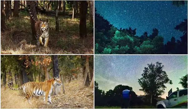 India's pioneering dark sky conservation in Pench PTR   Pench Tiger Reserve is the first dark sky park in the country   Starry night over Maharashtra's Pench Tiger Reserve