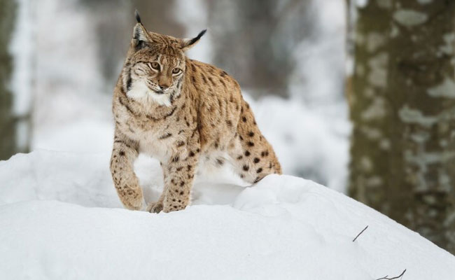 Status Report of Snow Leopards in India released