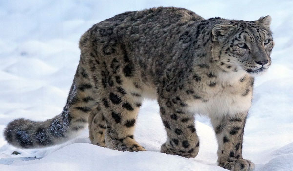 How many snow leopards are in India