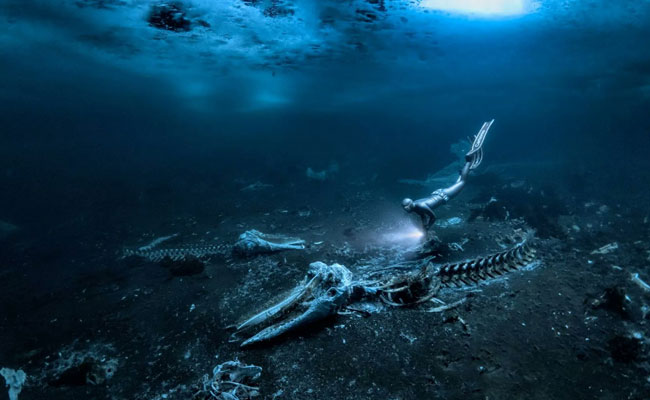 Alex Dawson Captures the Underwater Photographer of the Year 2024 Award