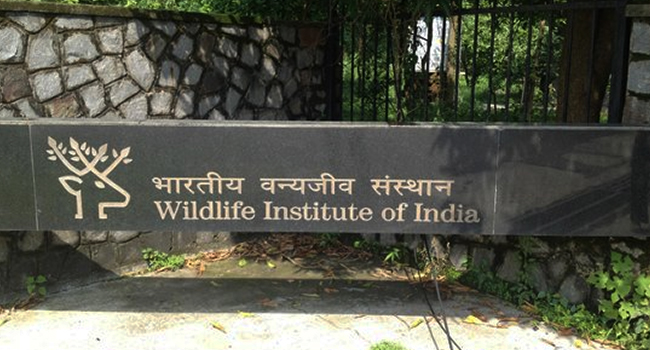 Various Jobs in Wildlife Institute of India   Wildlife Institute of India    Advertisement for various posts at Wildlife Institute of India