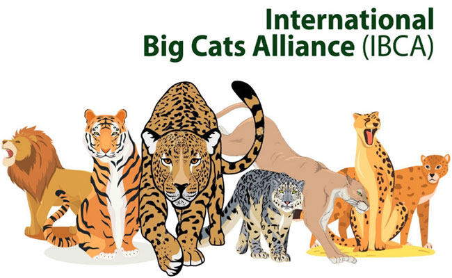 Cabinet Approval, Establishment of International Big Cat Alliance (IBCA)
