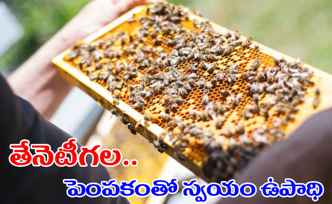 Self employment with beekeeping   skill trainings for unemployed youth