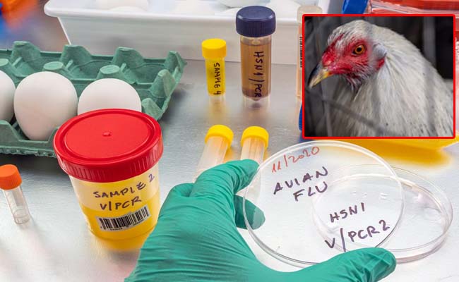 WHO Confirms First Human Death Due to Bird Flu in Mexico  World Health Organization