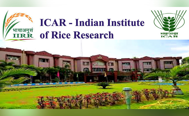 Research opportunity at IIOR Contract-based Junior Research Fellow position  Junior Research Fellows recruitment announcement  Applications for various jobs on temporary based in ICAR-Indian Institute of Rice Research