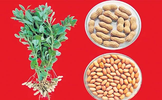 Three New Crop Varieties Entrants into the Market NG Ranga Agricultural University has introduced three new high yielding Vangadas