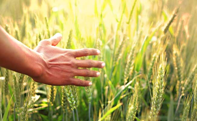 India set to harvest record Kharif crops, estimates agriculture ministry  Union Agriculture Department Kharif crop yield prediction 2024  