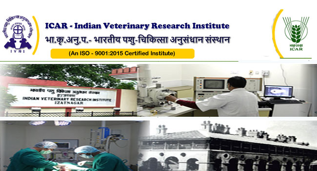 Walk-In Interview for Young Professional at Indian Veterinary Research Institute