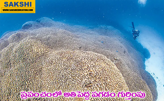 The worlds largest coral  Largest coral in the world discovered in the southwest Pacific Ocean, over 100 feet long