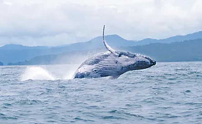 Humpback Whale Makes Record-Breaking Migration Across 3 Oceans