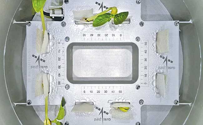 ISRO Successfully Germinates Cowpea Seeds in Space