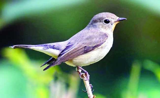 Migratory Birds in Telangana 