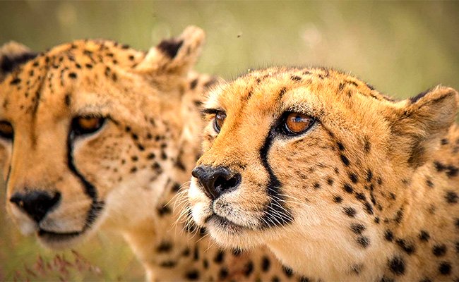 cheetahs top 10 facts