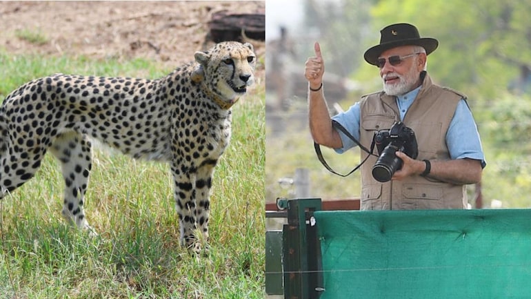 cheetahs and modi