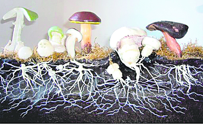 Fungi Plant