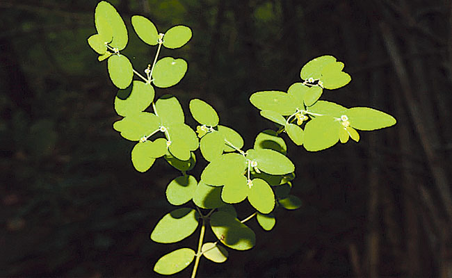 new plant identified in nallamala forest