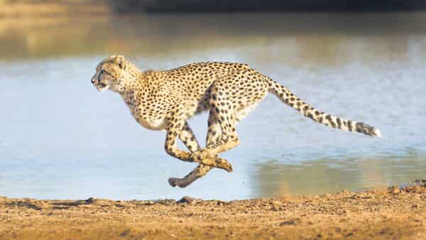 cheetahs news