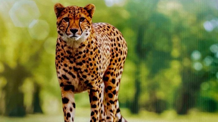 cheetahs Details