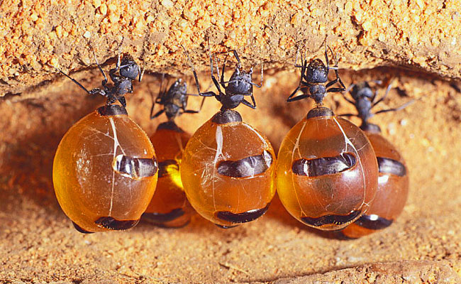 Honey Ants