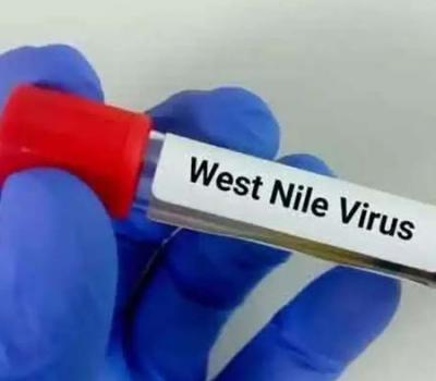 Details About West Nile Fever  MosquitoBorneDisease  InfectedMosquito