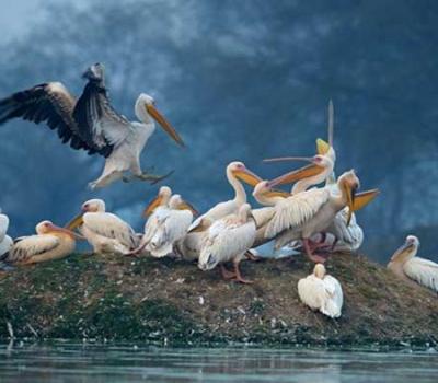 Arrival of foreign Migratory Birds in Telangana state  Foreign migratory birds in a sanctuary near Sangareddy