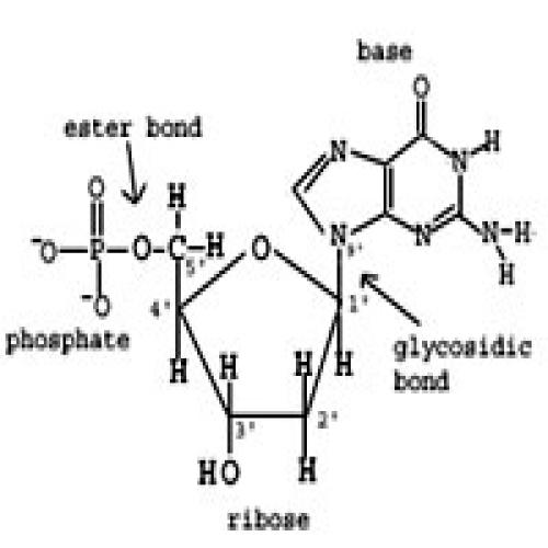 Nucleic acids – Structure and physico-chemical properties | Sakshi ...