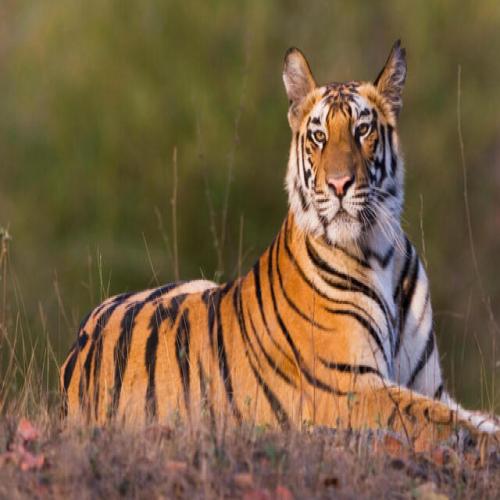 UP’s Ranipur Tiger Reserve Becomes 53rd Tiger Reserve of India | Sakshi ...