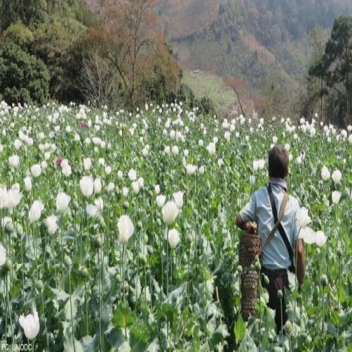 Myanmar is world's biggest opium producer according to Southeast Asia ...