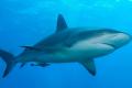 IUCN: 37% of sharks and rays threatened with extinction