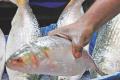 Bangladesh to export Hilsa fish to India