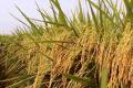 Kharif Food Grain Production