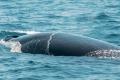 Carcass of Endangered Bryde’s Whale found at Odisha Coast