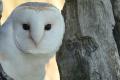 Barn Owl sighted in Bihar