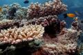 Australia announces billion-dollar package to protect Great Barrier Reef