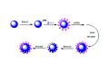 NIAB: Detection Method of Japanese Encephalitis Virus