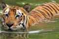 Manas National Park- Rise in Tiger Population